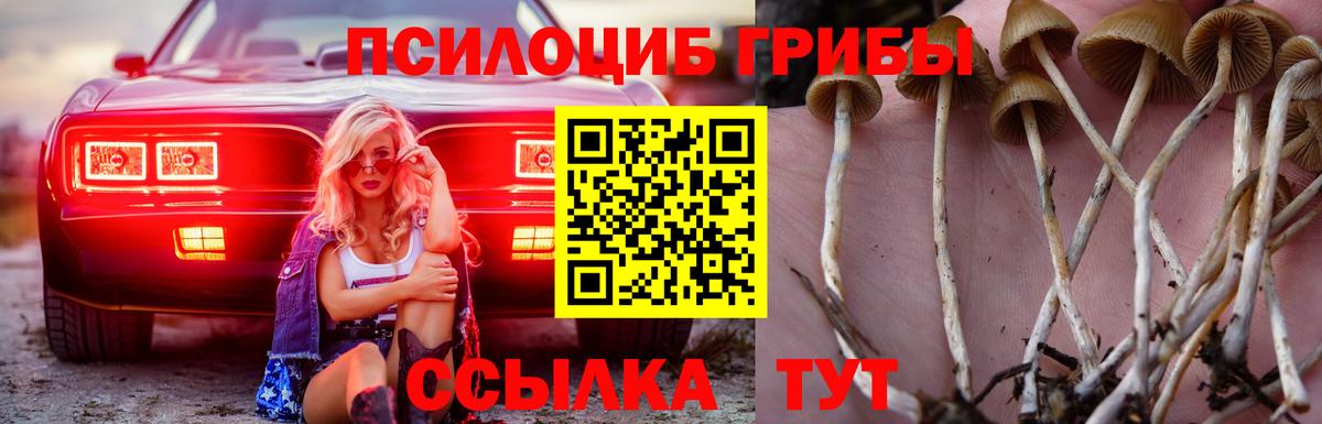Псилоцибиновые грибы Psilocybe  Дубна 